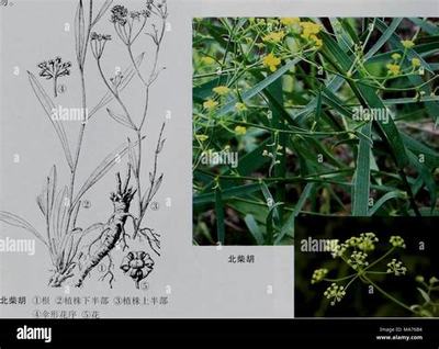 新沂手機游戲代理與互聯網信息服務的融合發展